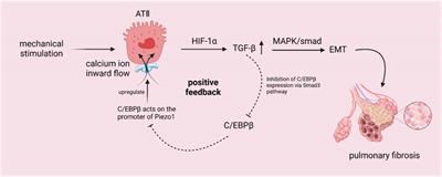 Mechanotransductive receptor Piezo1 as a promising target in the treatment of fibrosis diseases